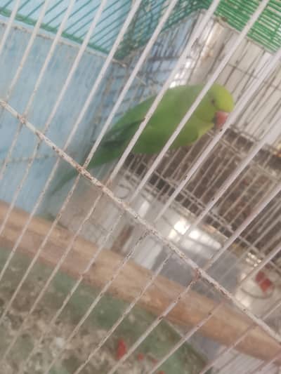 female not handtame but talking in mood