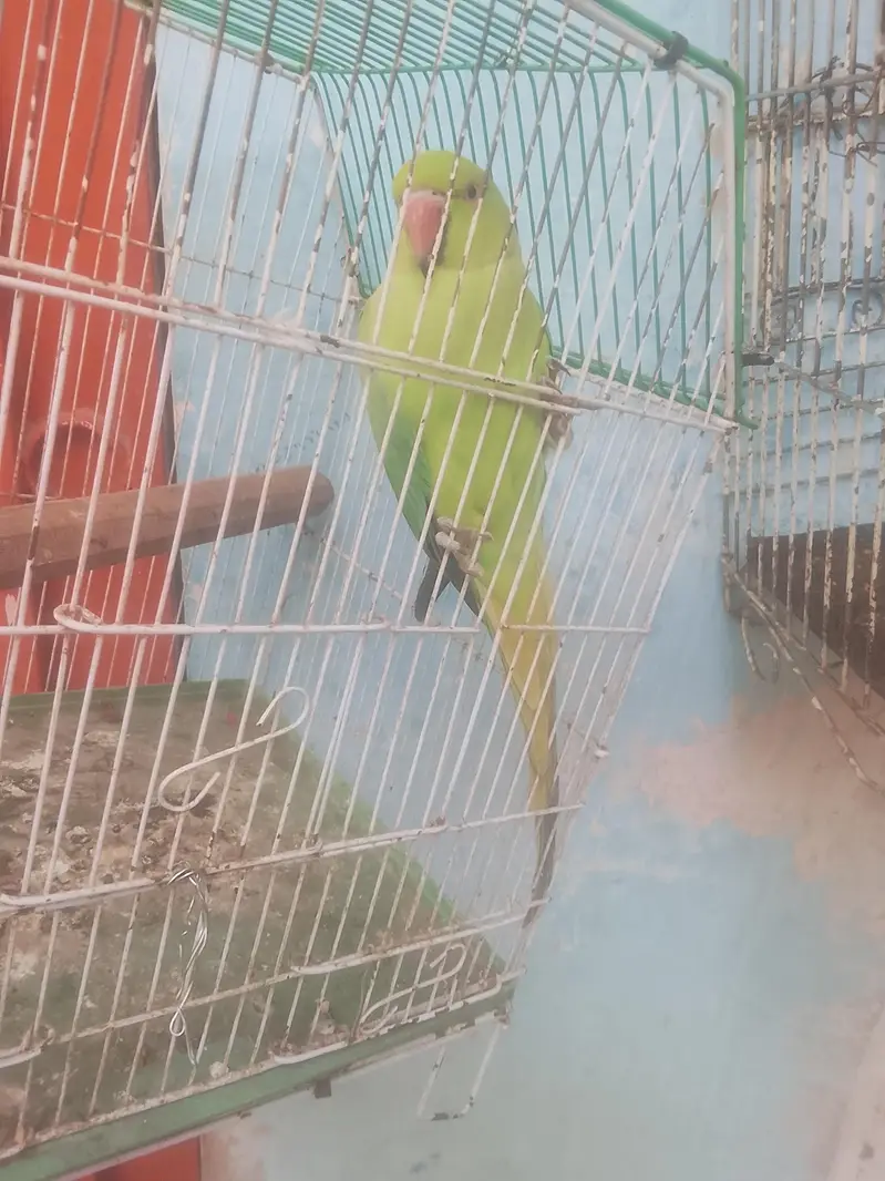 female not handtame but talking in mood — photo 2