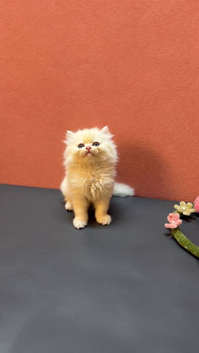 Persian kittens | triple coat | semi punch kittens for sale