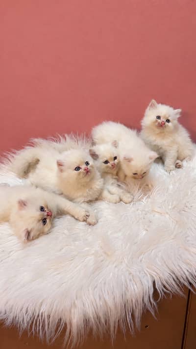 Persian kittens | triple coat | semi punch kittens for sale