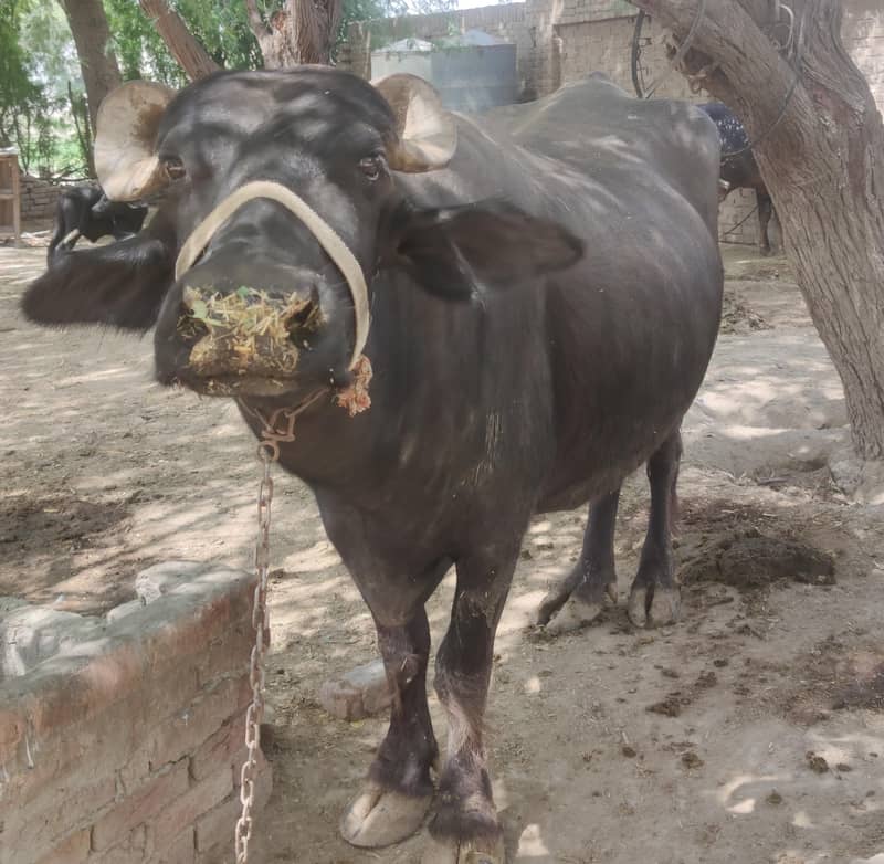 بھینس فروخت کے لیے دستیاب ہے 2