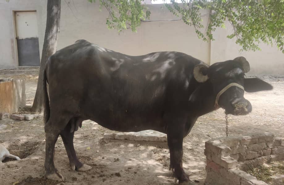بھینس فروخت کے لیے دستیاب ہے 3