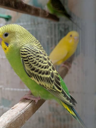 top quality budgies pair