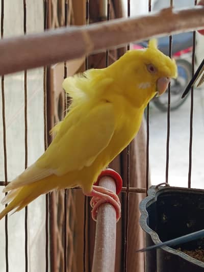 hogoromo & budgie's parrots with cage