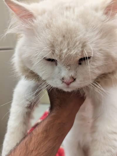 Persian male for sale urgent