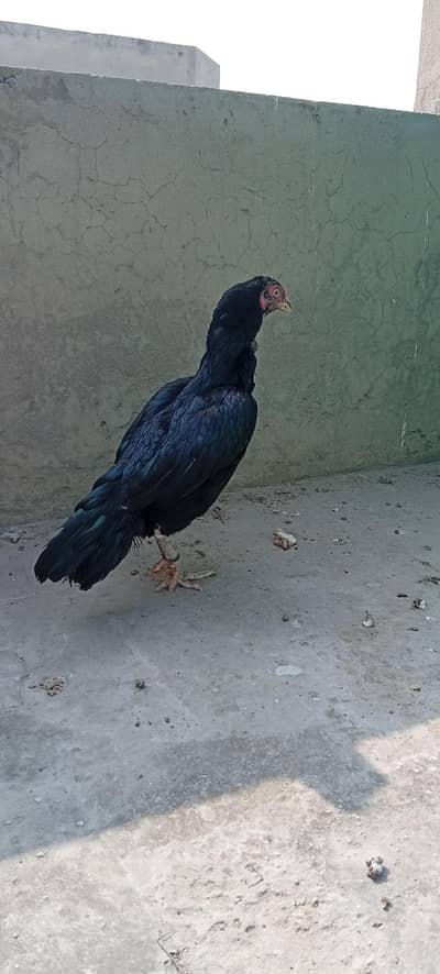 Mianwali Aseel Murghi