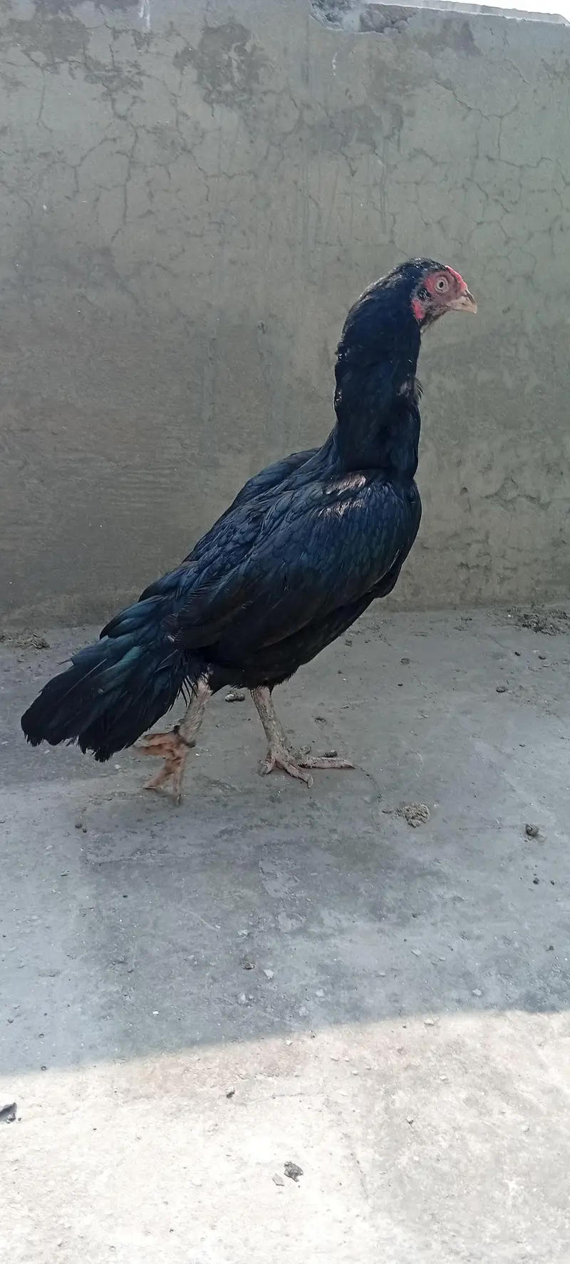 Mianwali Aseel Murghi — photo 2