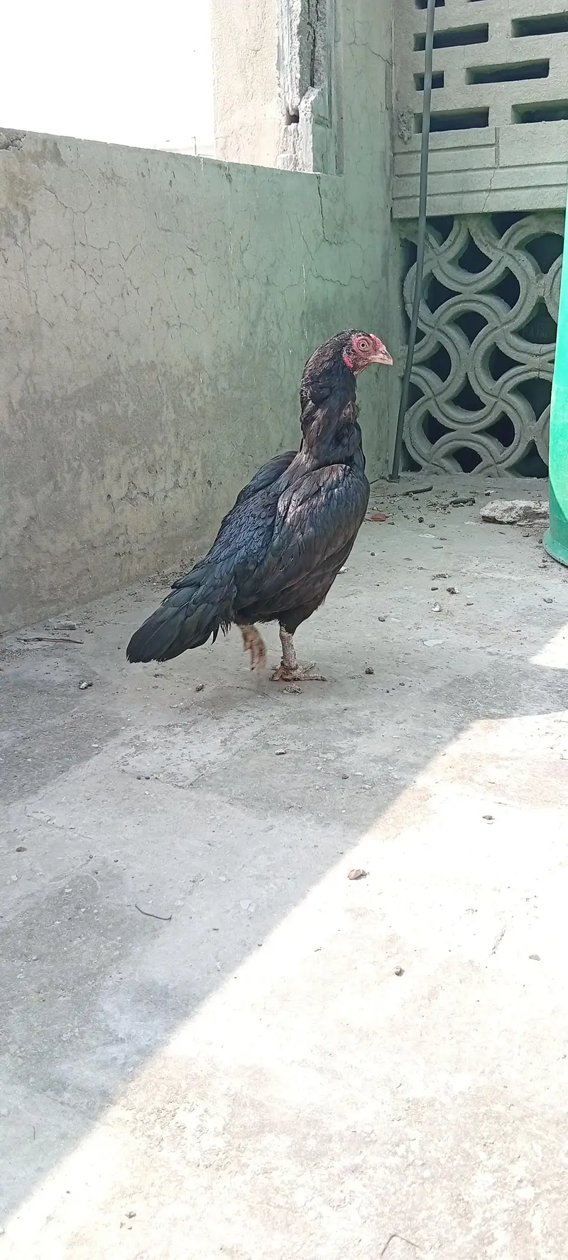 Mianwali Aseel Murghi — photo 3