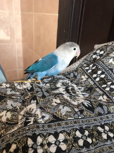 Beautiful parrot