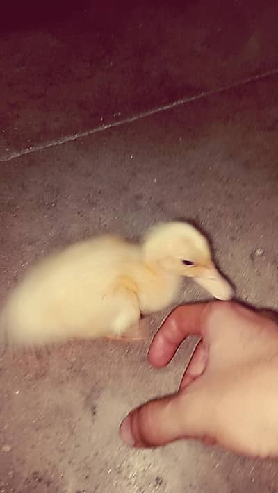 duck chick (bacha)