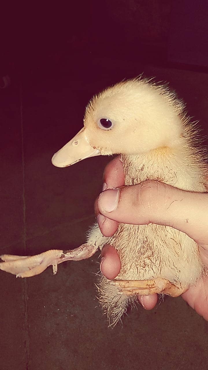 duck chick (bacha) 1