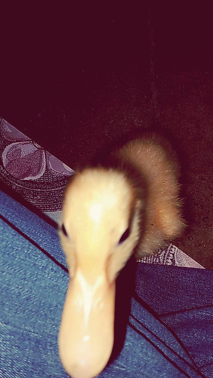 duck chick (bacha) 3