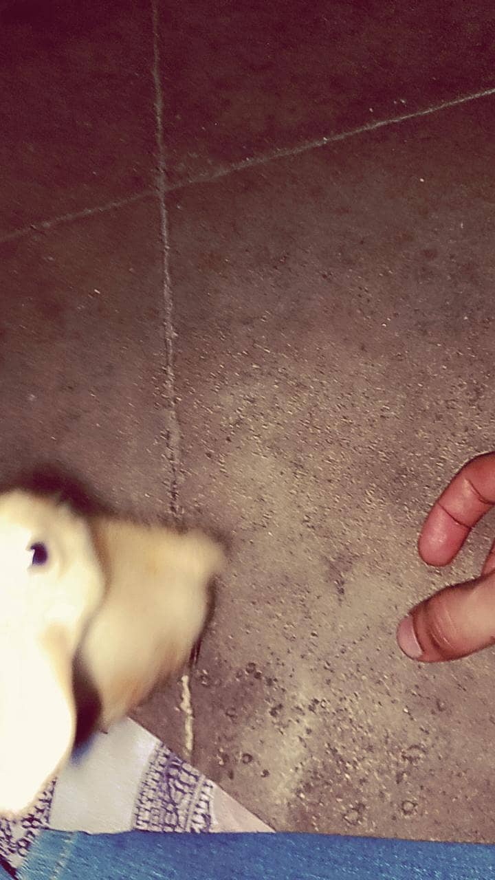 duck chick (bacha) 4