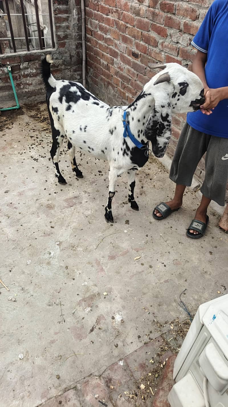 desi bakri 0