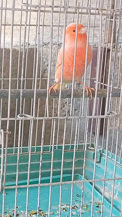 canary full singing mlae & female
