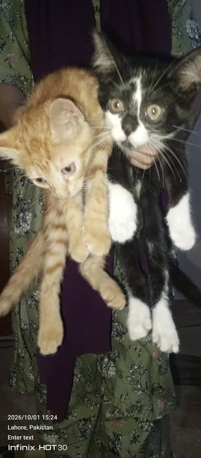 healthy one Pair of kitten urgent for sale