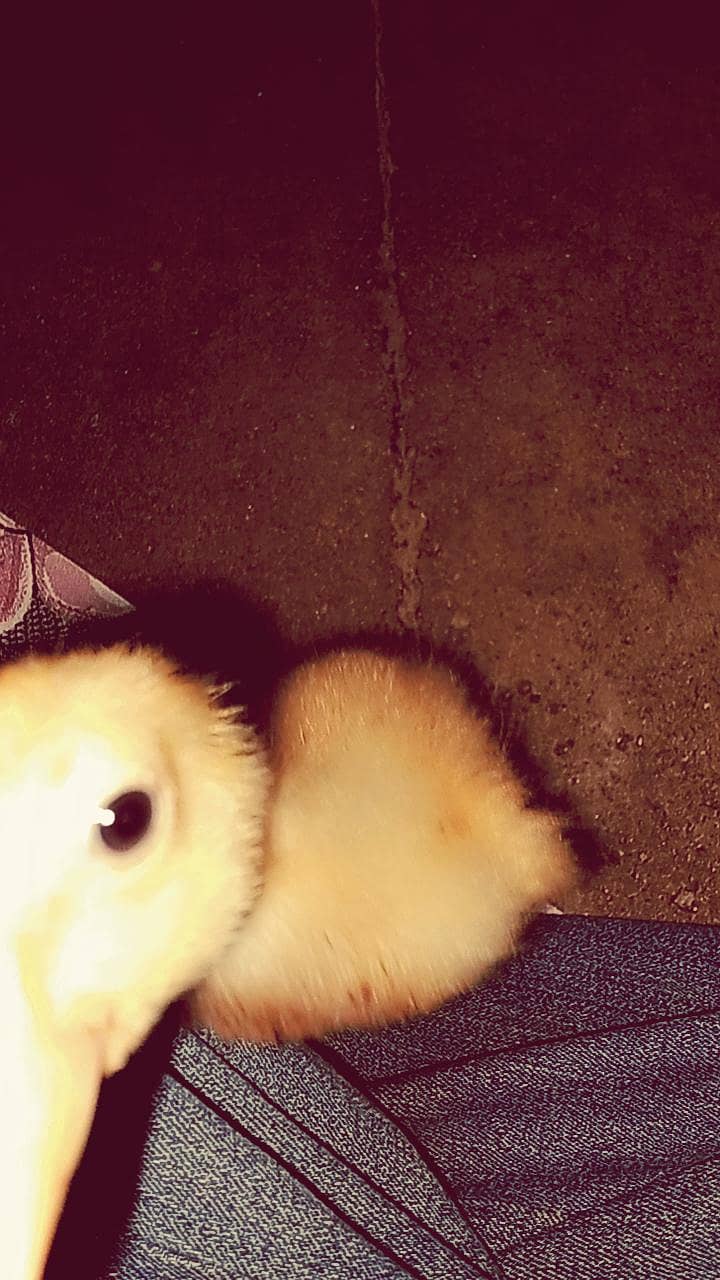 duck chick (bacha) 3