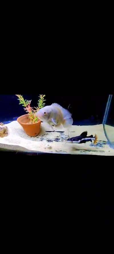 oscr fish