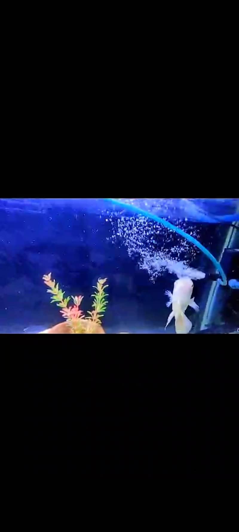 oscr fish 1