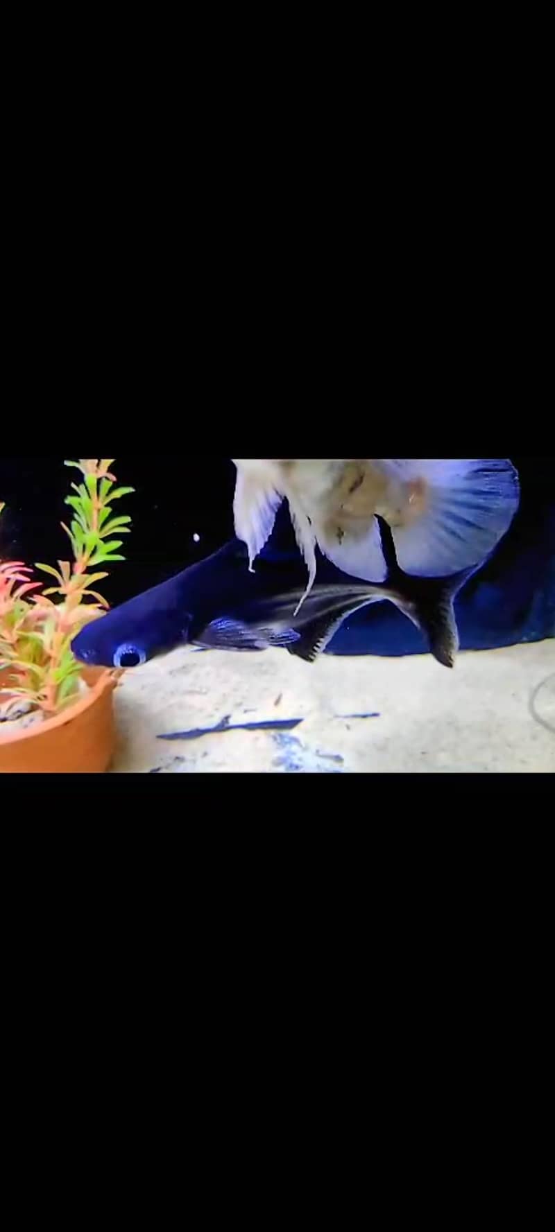 oscr fish 2