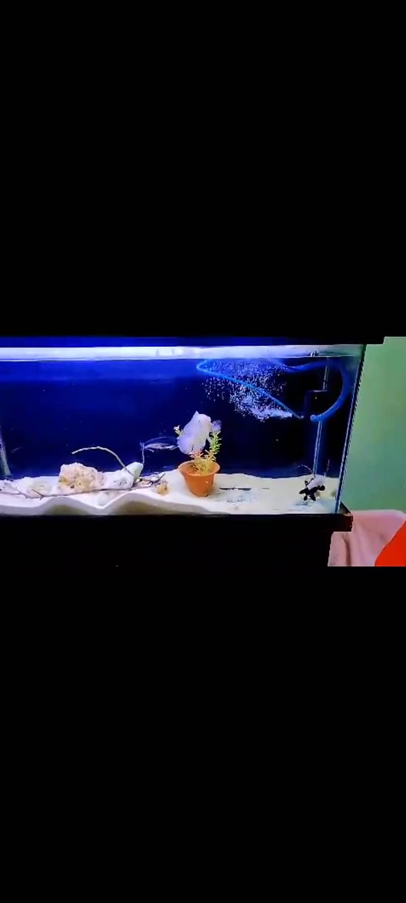 oscr fish 3