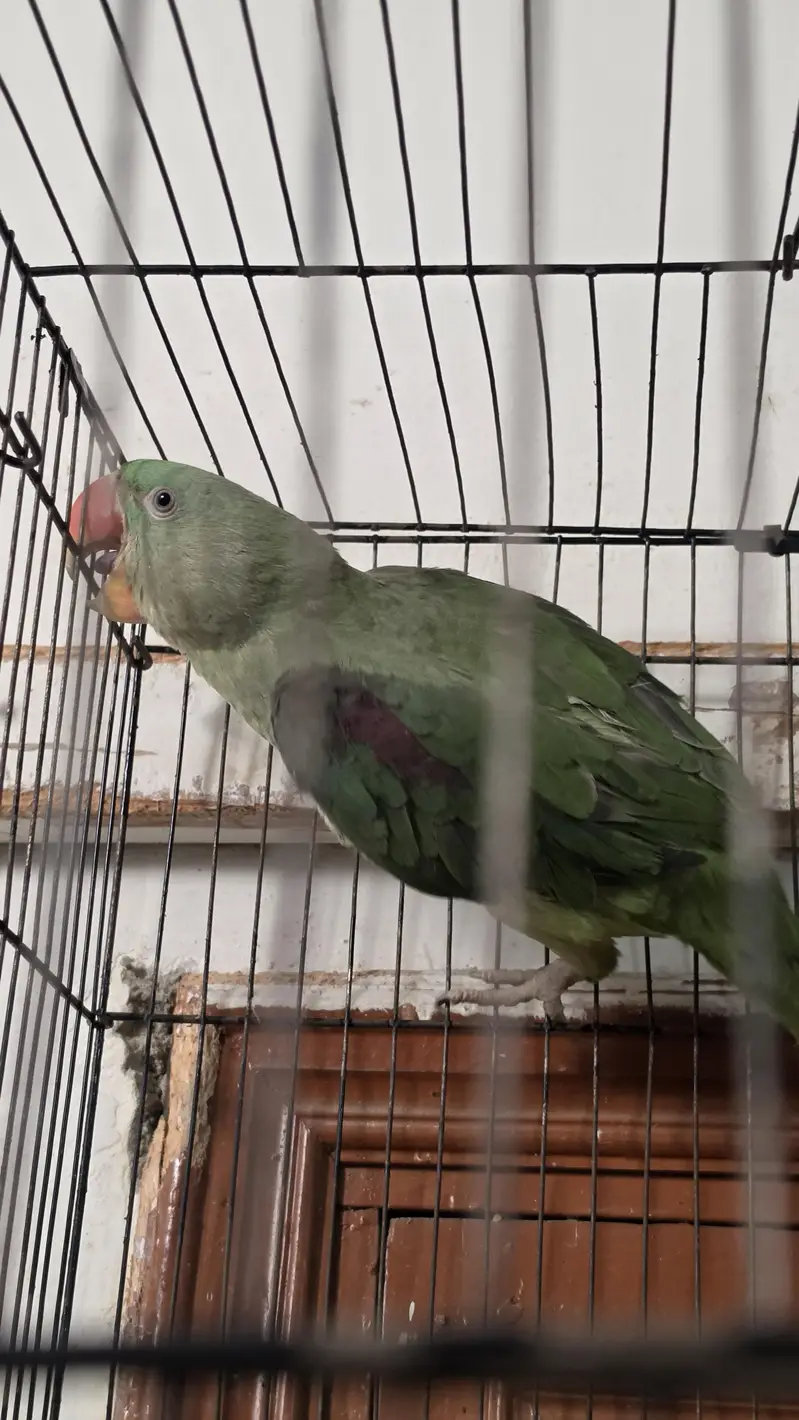 urgent sell — photo 3