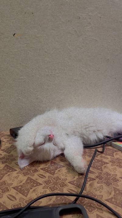 Triple coat Persian kitten