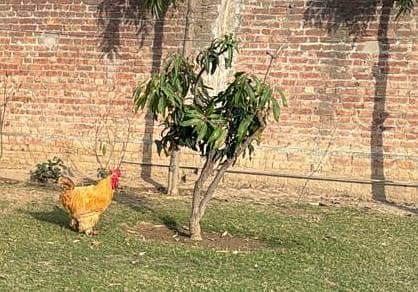 fancy golden puff hens