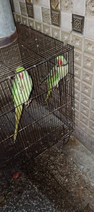 raw parrots pair