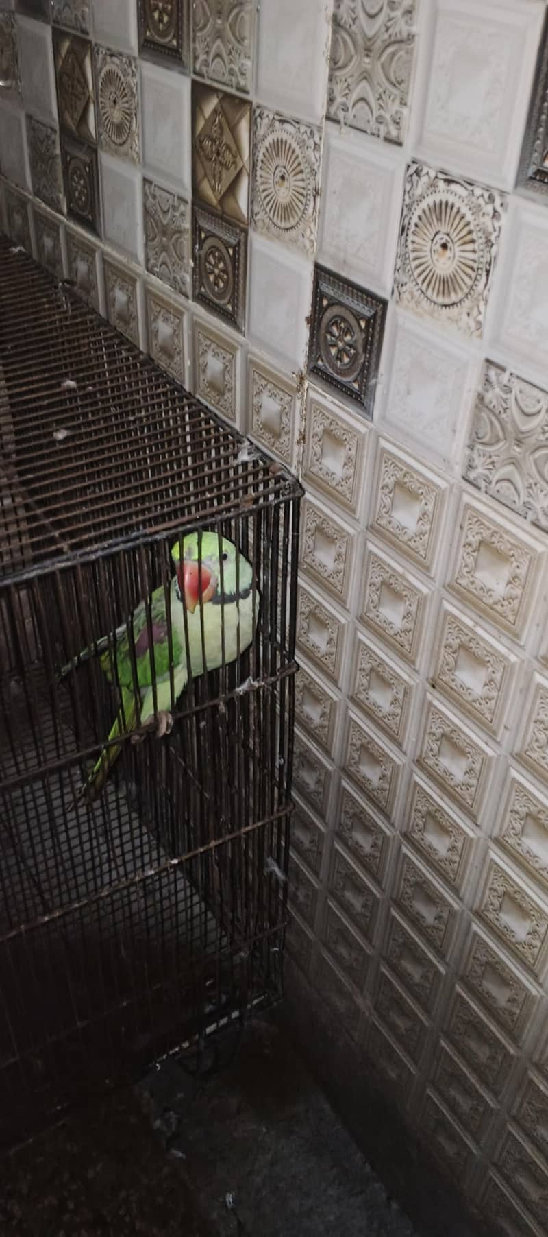 raw parrots pair 1