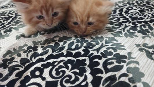 Persian taby cats