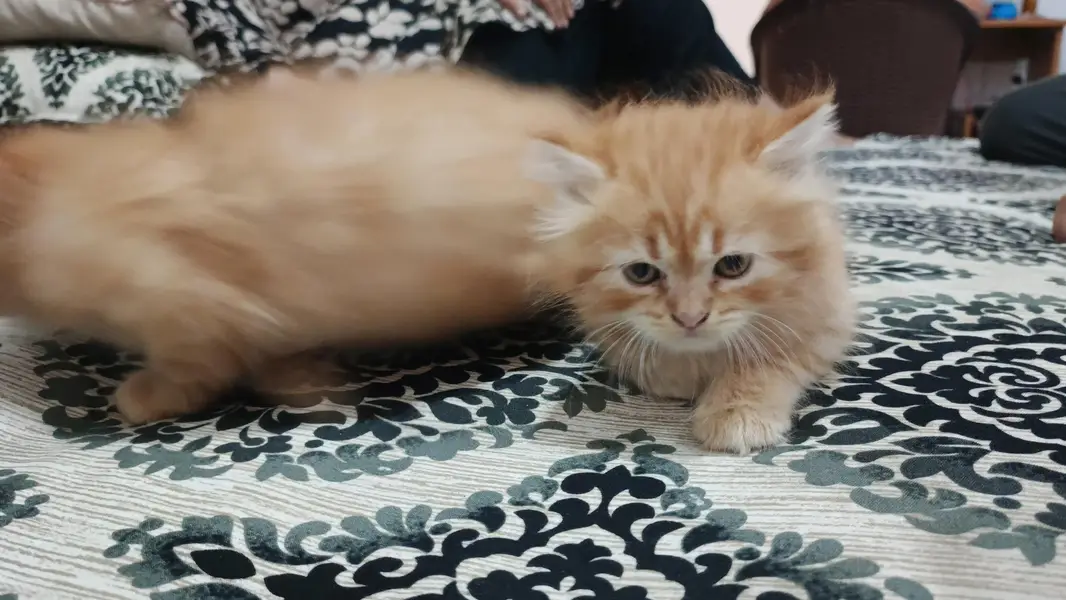 Persian taby cats — photo 2