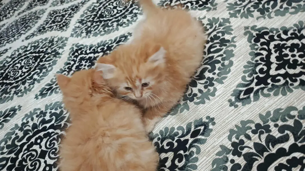 Persian taby cats — photo 3