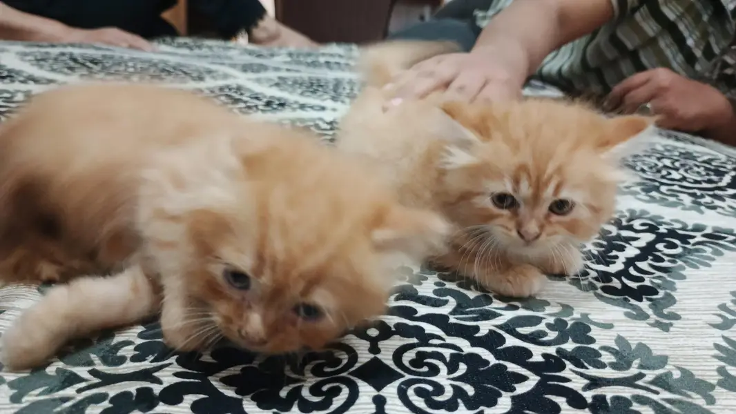 Persian taby cats — photo 4