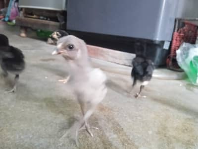 aseel chick( pakoye)x(burmi)