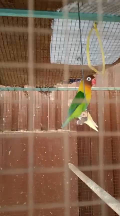 Active and brider 4