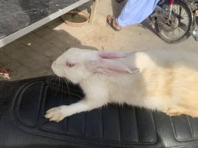 Rabbit breeder female tame best quality