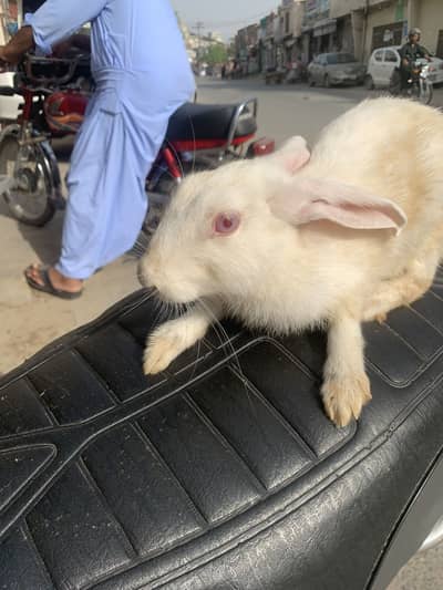 Rabbit breeder female tame best quality