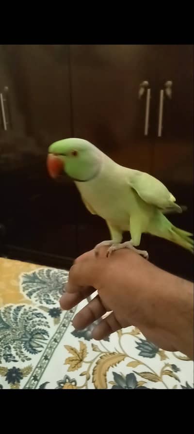 Hand tame talking male
