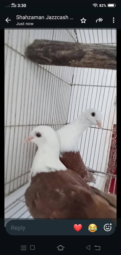Red Karbali pair  petti  bnd  good quality