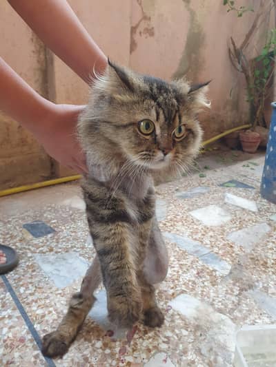 Pure Persian Cat for Sale – Fluffy, Healthy & Playful