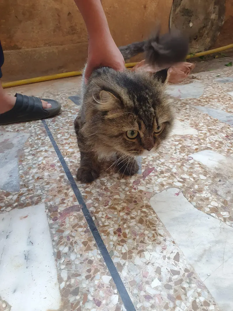 Pure Persian Cat for Sale – Fluffy, Healthy & Playful — photo 2