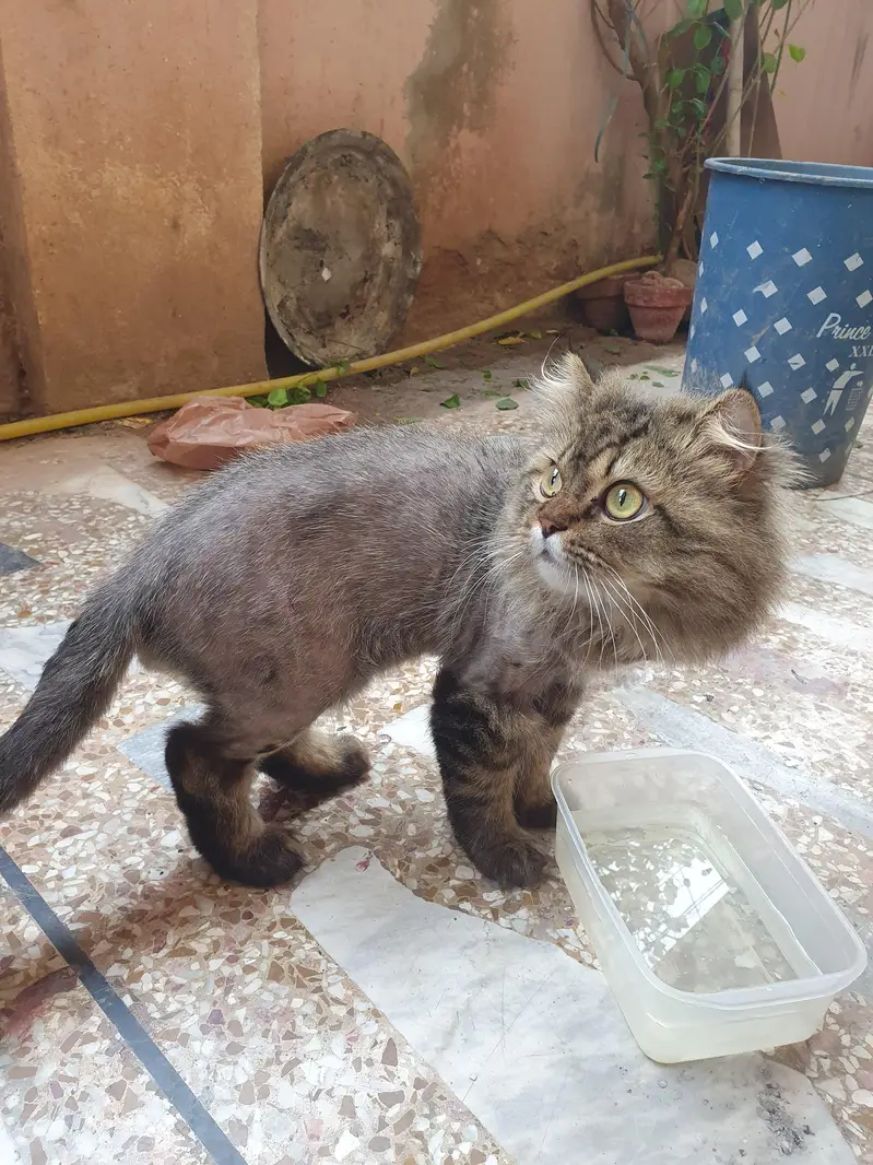 Pure Persian Cat for Sale – Fluffy, Healthy & Playful — photo 3