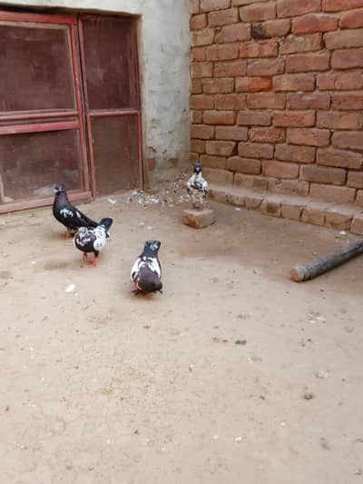 4 kabotar available 3 Male el female