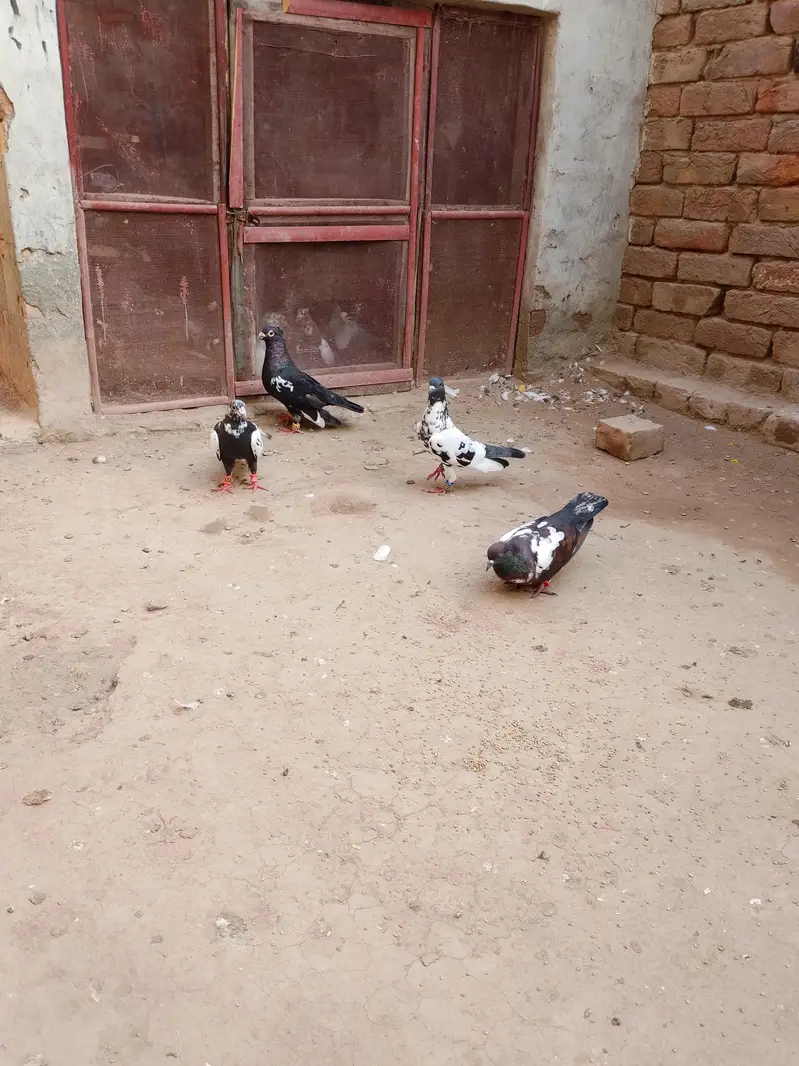 4 kabotar available 3 Male el female — photo 2