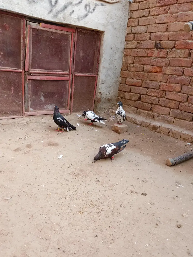 4 kabotar available 3 Male el female — photo 3
