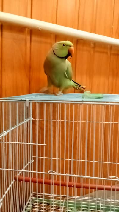 Breeder male for sale