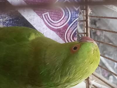 gareen parrot with cage