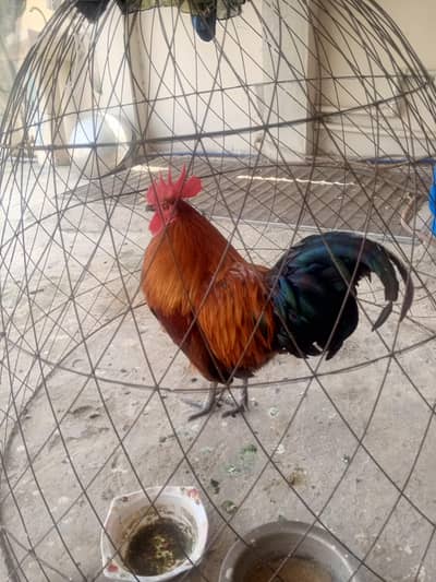 murga for sale 0305.2442117