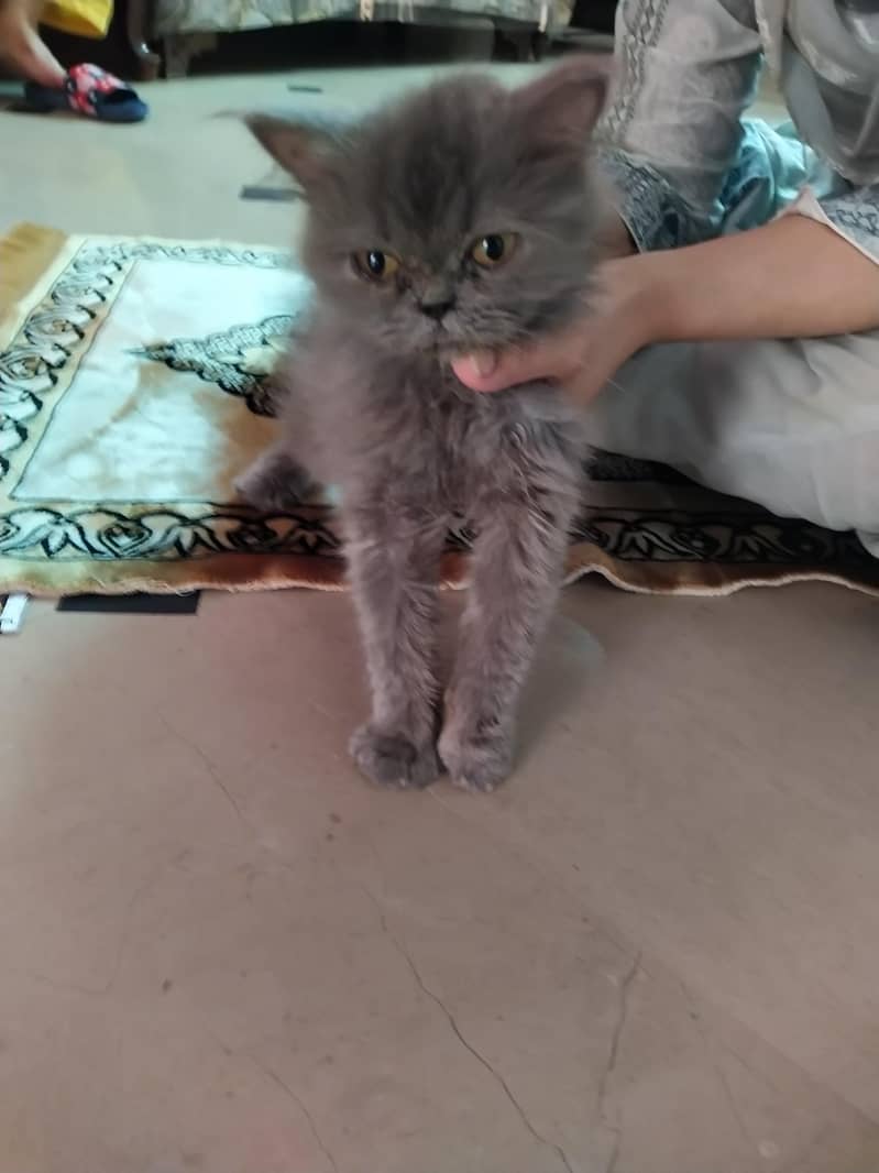Persian kitten 2
